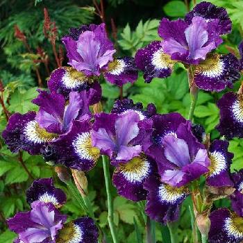 Ирис Iris sibirica ‘Contrast in Styles’